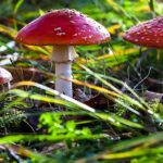 Zelf plukken paddenstoelen linke bezigheid 16