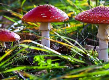 Zelf plukken paddenstoelen linke bezigheid 8