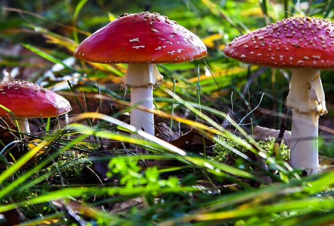 Zelf plukken paddenstoelen linke bezigheid 12 Zelf plukken paddenstoelen linke bezigheid 12