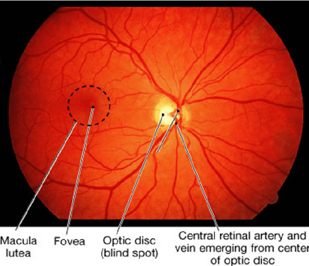 retina