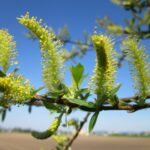 Salix alba wilg aspirine