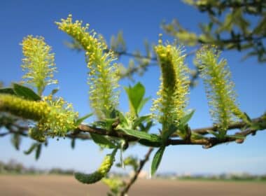 Salix alba wilg aspirine