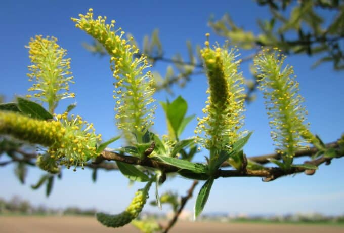 Salix alba wilg aspirine