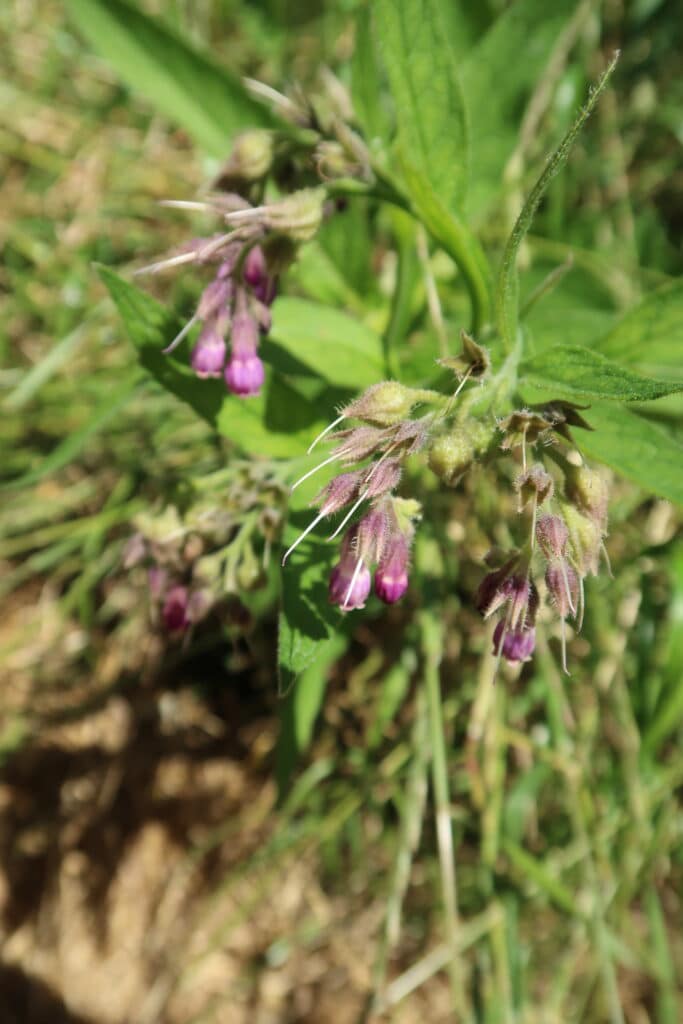 Veel belangstelling voor wildplukken in Zoetermeer 8