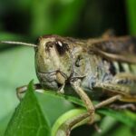 Schaden lege koolhydraten ook insecten? 10