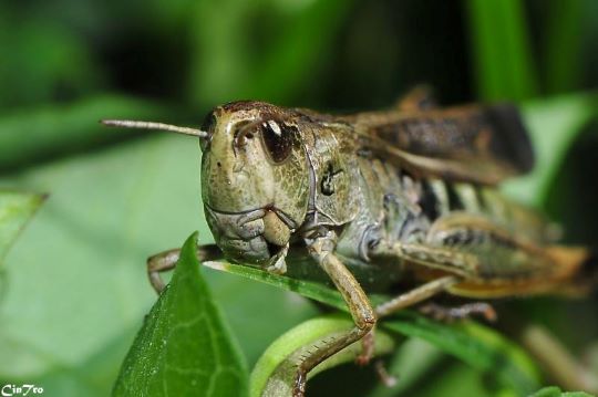 Schaden lege koolhydraten ook insecten? 3