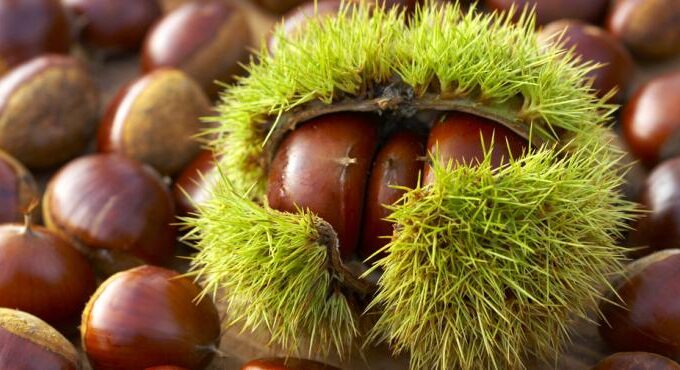 Pof ook eens kastanjes 12