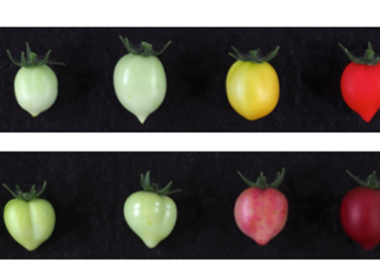 Transgene tomaten? Gentechindustrie aan de haal met pigment uit rode bieten 9