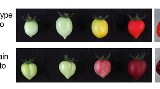 Transgene tomaten? Gentechindustrie aan de haal met pigment uit rode bieten 3