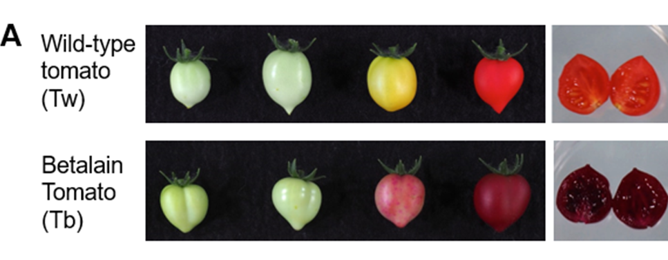 Transgene tomaten? Gentechindustrie aan de haal met pigment uit rode bieten 3