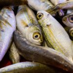 Visolie na hoog-risico borstkanker 4