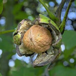 Onderzoekers: Eet 55 tot 85 gram walnoten per dag 15