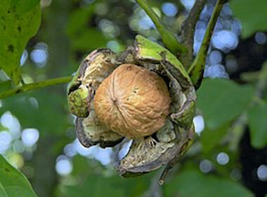 Onderzoekers: Eet 55 tot 85 gram walnoten per dag 3