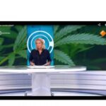 CBD-olie uit winkel niet betrouwbaar 16