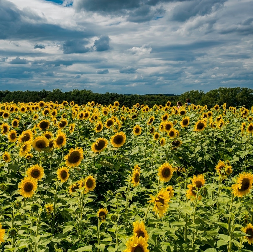 zonnebloemenveld